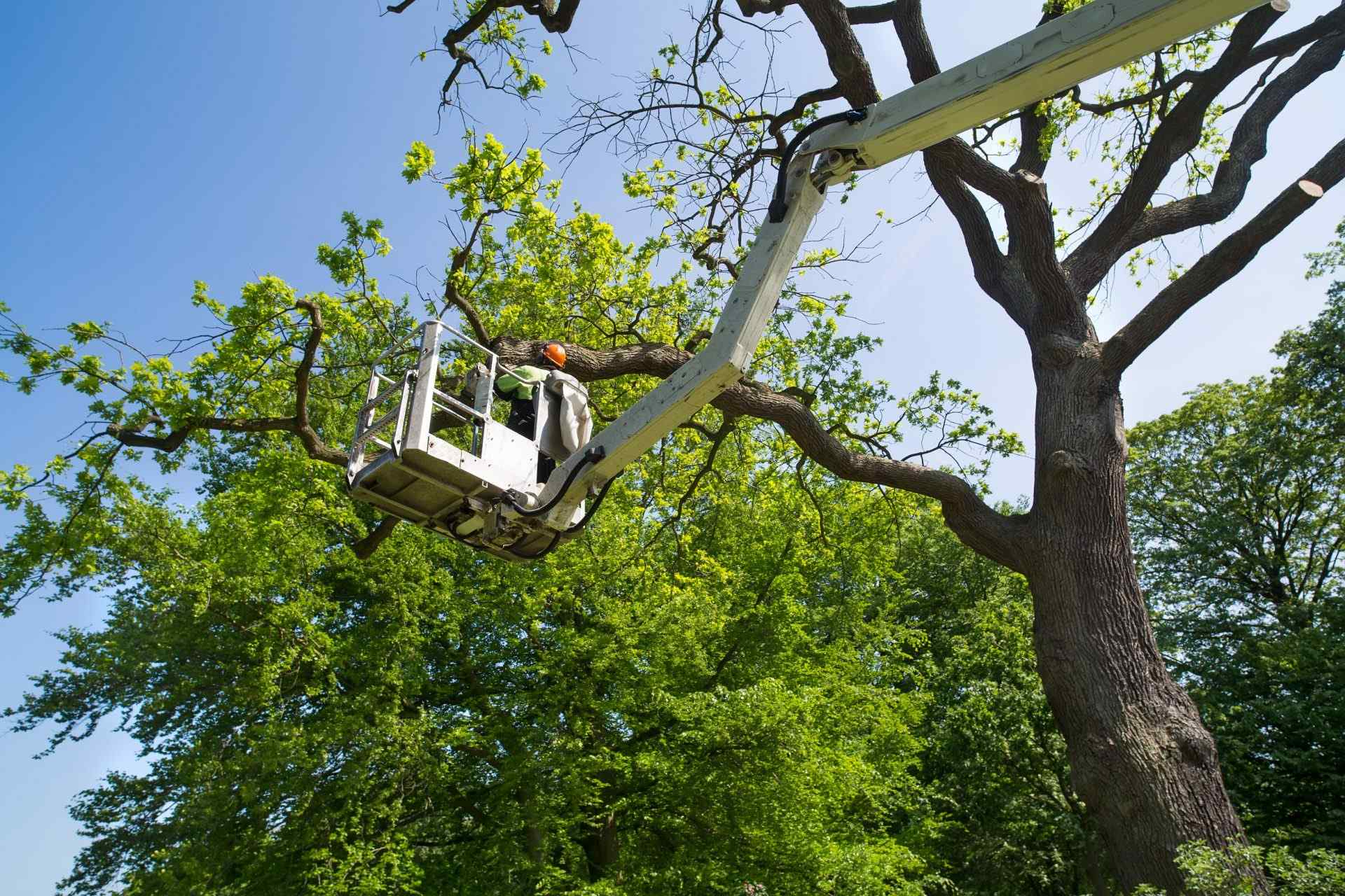 Tree Braces And Cables Services