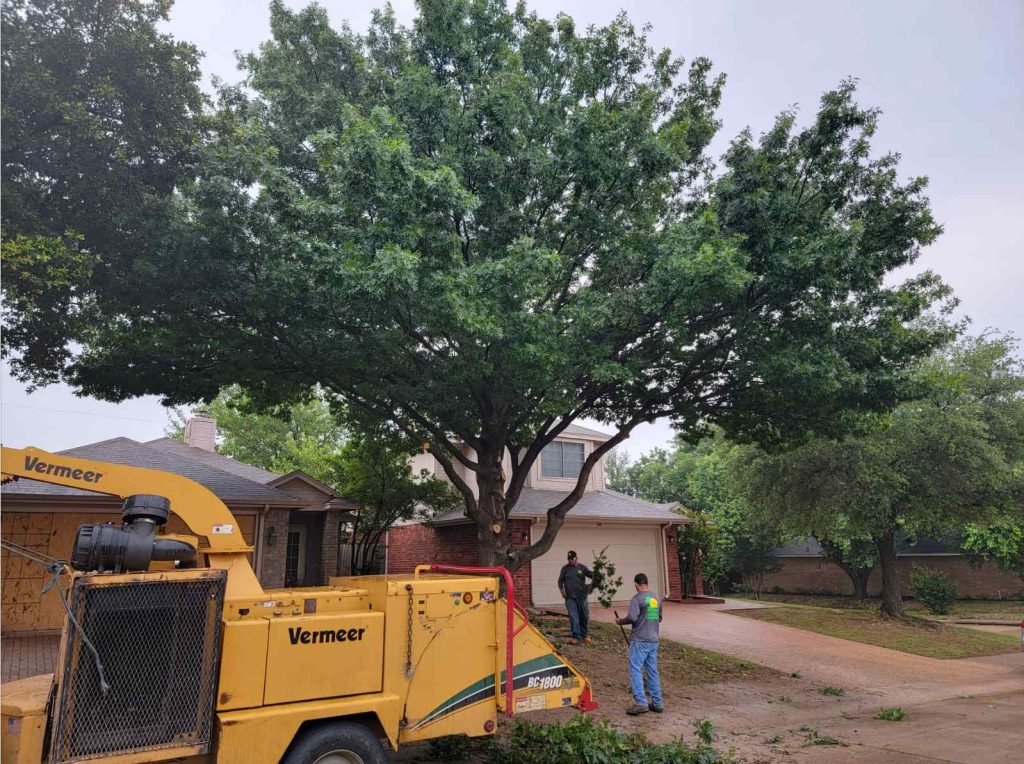 Tree Trimming Service