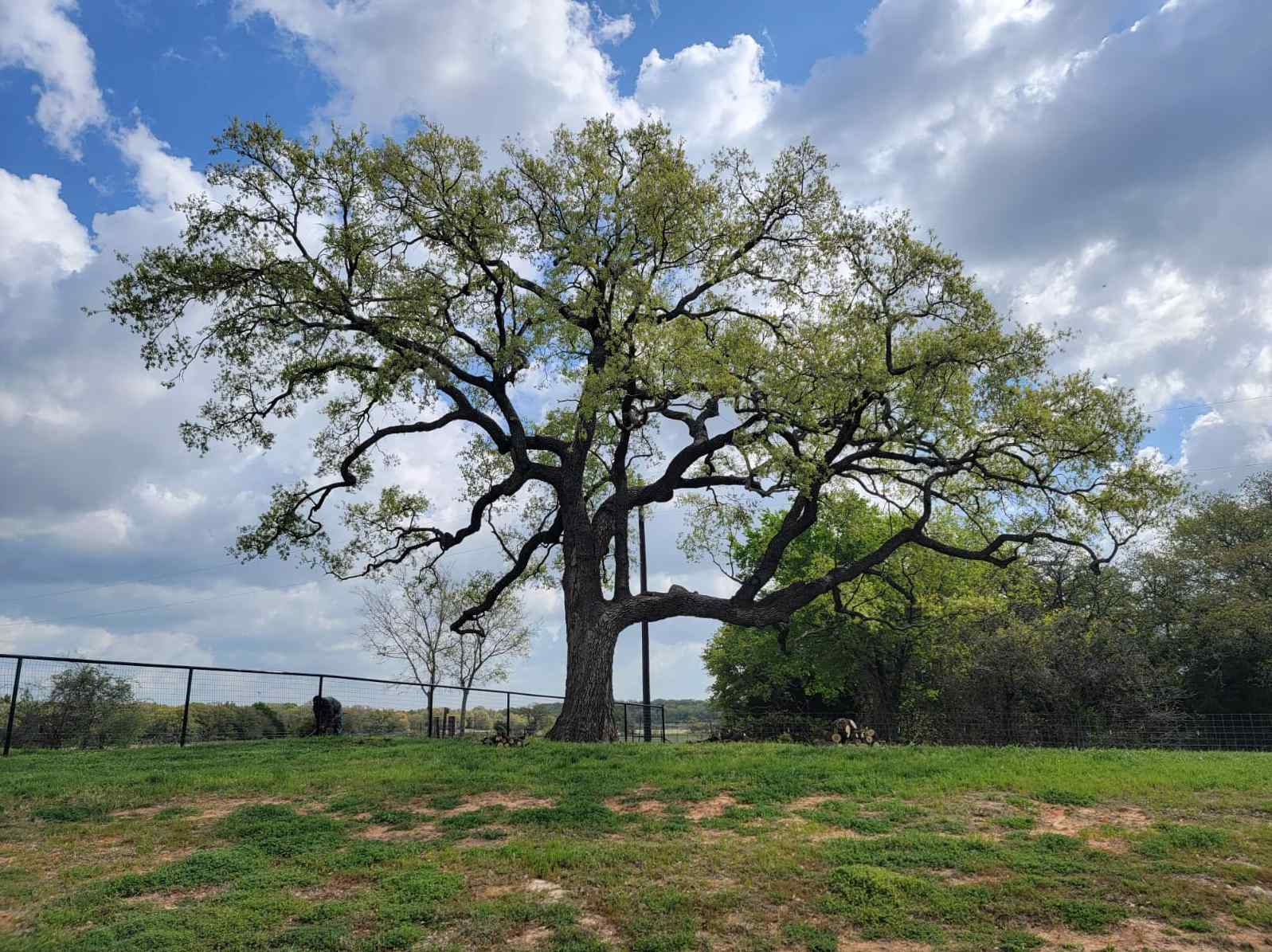 Tree Trimming Service