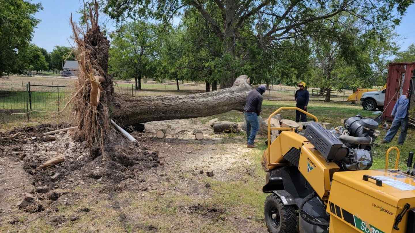 Tree Removal Services​