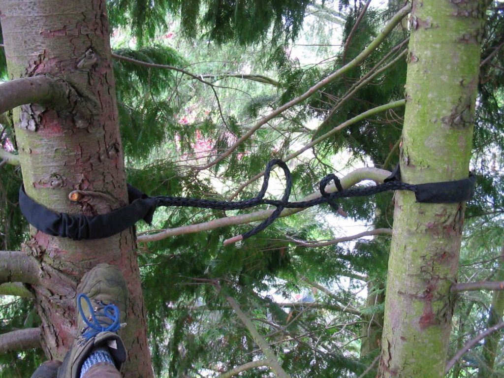 Tree Braces and Cables​